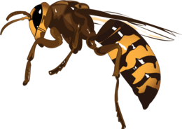 insects & wasp free transparent png image.