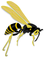 insects & Wasp free transparent png image.