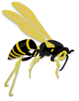 insects & wasp free transparent png image.