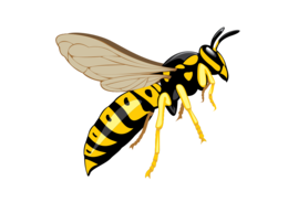 insects & wasp free transparent png image.