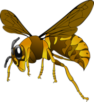 insects & Wasp free transparent png image.