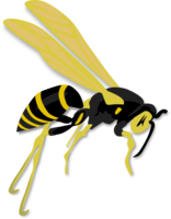 insects & Wasp free transparent png image.