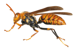 insects & wasp free transparent png image.