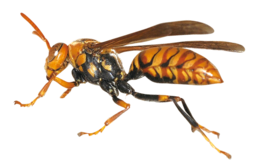 insects & Wasp free transparent png image.