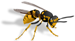 insects & Wasp free transparent png image.