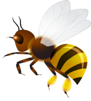 insects & Wasp free transparent png image.