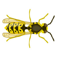 insects & Wasp free transparent png image.