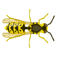 insects & wasp free transparent png image.