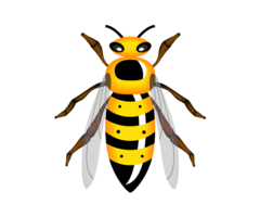 insects & wasp free transparent png image.