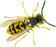 insects & wasp free transparent png image.