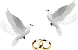 holidays & wedding free transparent png image.