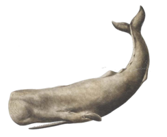 animals&Whale png image.