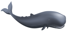 animals & whale free transparent png image.