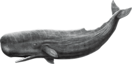 animals & Whale free transparent png image.