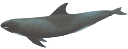 animals & Whale free transparent png image.