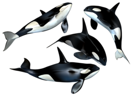 animals & Whale free transparent png image.
