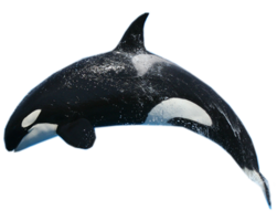 animals & whale free transparent png image.