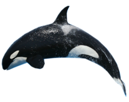 animals & Whale free transparent png image.