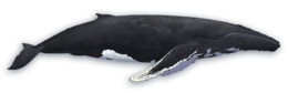 animals & Whale free transparent png image.