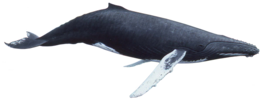 animals & Whale free transparent png image.