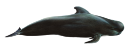 animals & Whale free transparent png image.