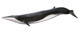 animals & Whale free transparent png image.