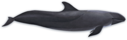 animals & Whale free transparent png image.