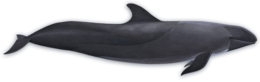 animals & whale free transparent png image.