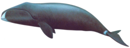 animals & whale free transparent png image.