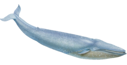 animals & Whale free transparent png image.