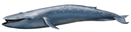 animals & Whale free transparent png image.