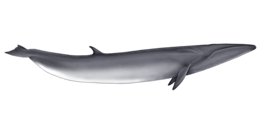 animals & Whale free transparent png image.