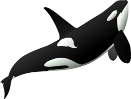 animals & whale free transparent png image.