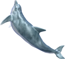 animals & whale free transparent png image.