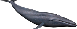 animals & Whale free transparent png image.