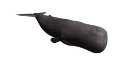 animals & whale free transparent png image.