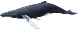 animals & Whale free transparent png image.