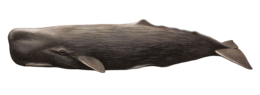 animals & whale free transparent png image.