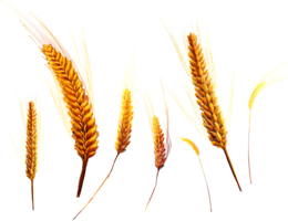 nature & Wheat free transparent png image.