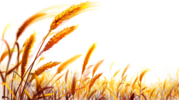 nature & wheat free transparent png image.