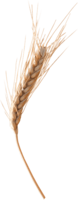 nature & Wheat free transparent png image.