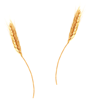 nature & Wheat free transparent png image.