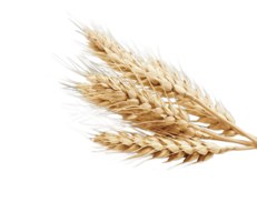 nature & Wheat free transparent png image.