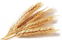 nature & wheat free transparent png image.