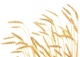 nature & Wheat free transparent png image.