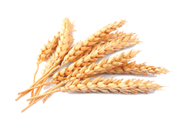 nature & wheat free transparent png image.