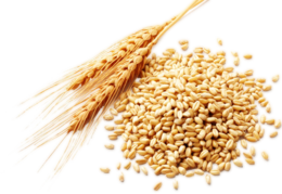 nature & Wheat free transparent png image.