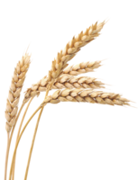 nature & wheat free transparent png image.