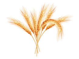 nature & wheat free transparent png image.