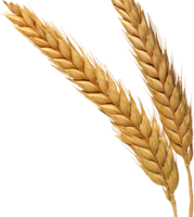 nature & Wheat free transparent png image.